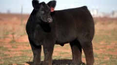 Photoshop nici: 20 de animale uimitoare cu fotografii reale